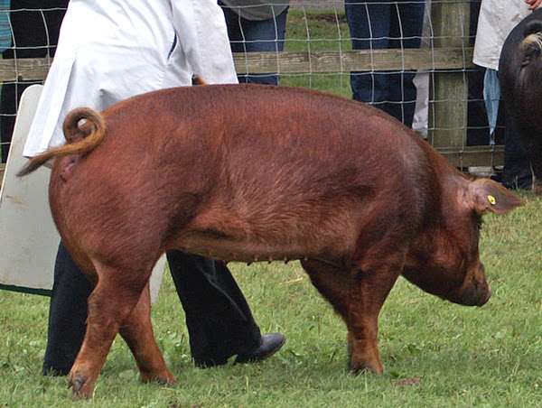 Свиньи породы дюрок