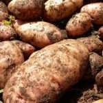 Картофель "лапоть": описание сорта, фото, отзывы, урожайность