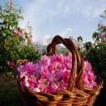 Масло розы для лица: полезные свойства и методы применения