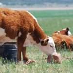 Запуск коровы перед отелом: основные правила. Когда прекращать доить корову перед отелом