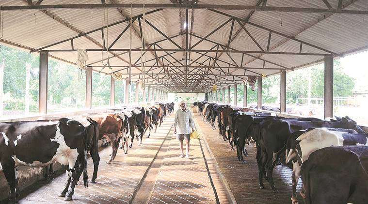 правила для молочных ферм