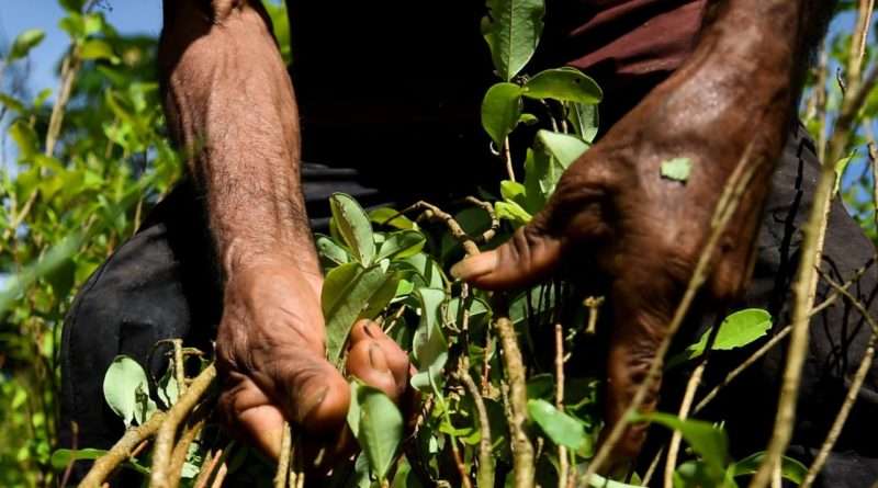 колумбия выращивание сырья для наркотиков