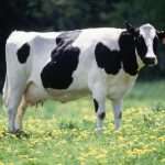 Как правильно запускать корову перед отелом. Признаки приближающихся родов