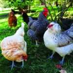 Как вырастить курицу в домашних условиях: инструкция, особенности и правила