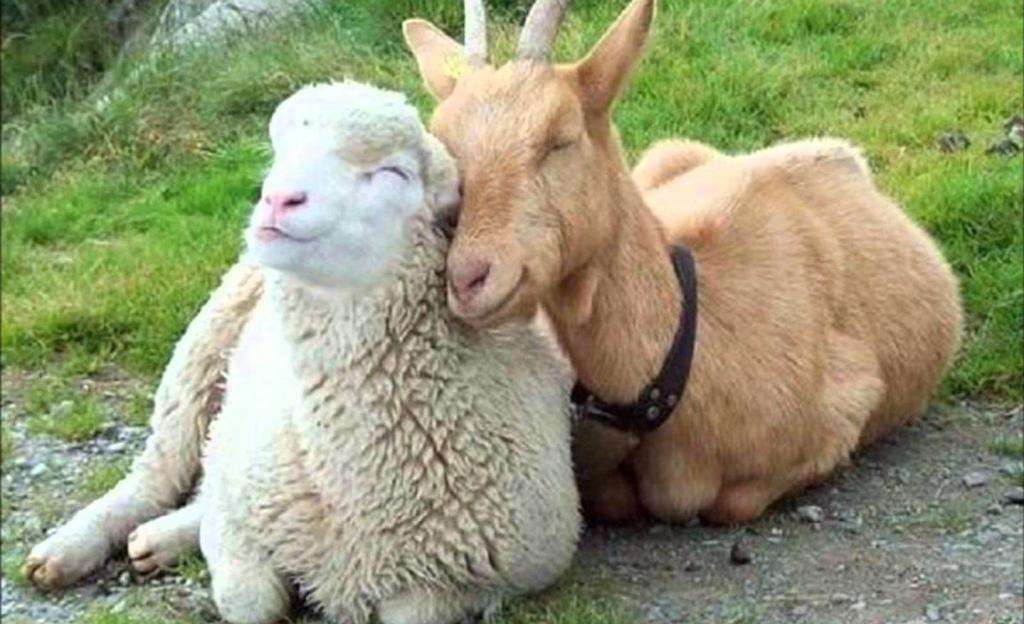 Овца и коза
