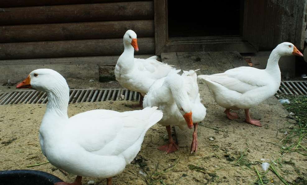 Кормление арзамасских гусей