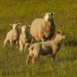 Болезни овец: виды, причины, симптомы и лечение