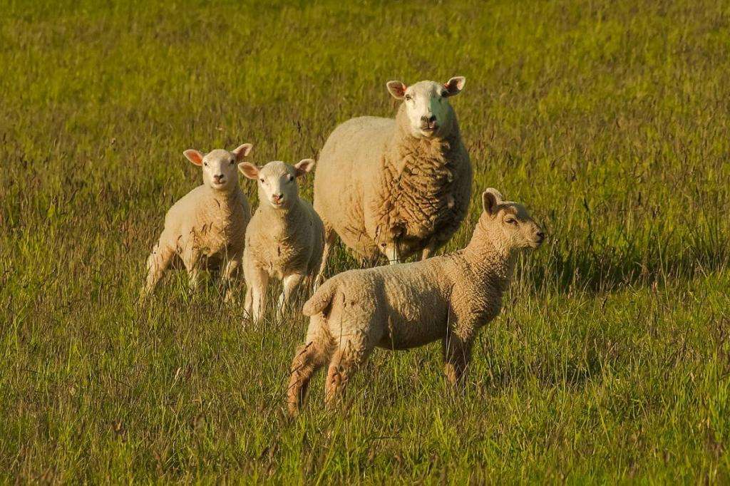 Болезни овец их лечение