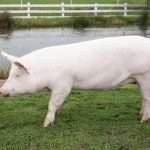 Крупная белая порода свиней: характеристика, описание, продуктивность и содержание