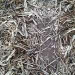 Минимальная обработка почвы: плюсы и минусы, значение