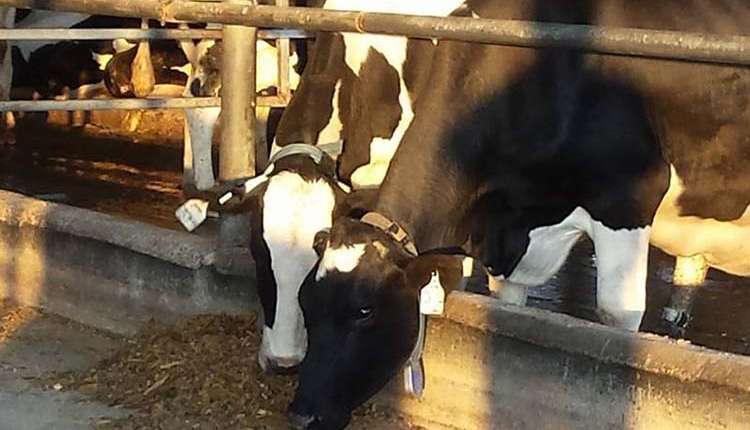 Особенности кормления коров при запуске