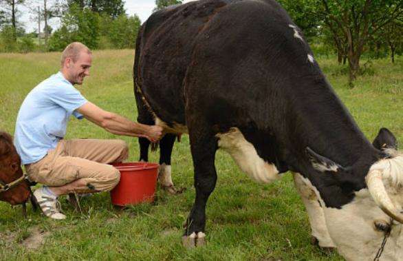 Мужчина доит корову