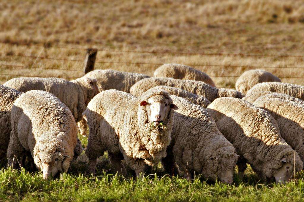 Описание цигайской породы овец