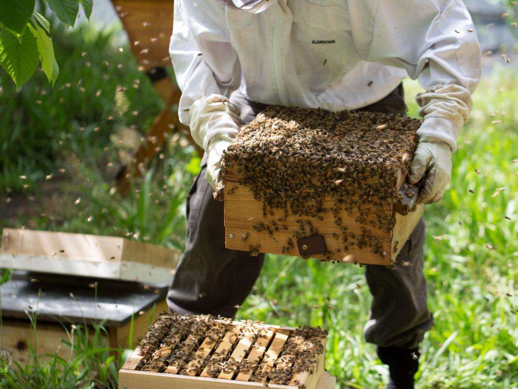 пчеловодство выгодный бизнес