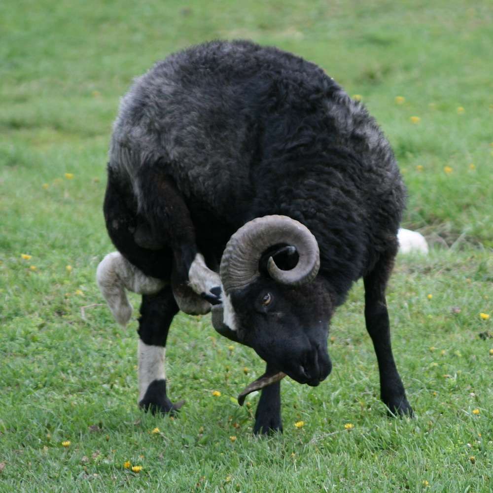 Содержания и кормления овец карачаевской породы