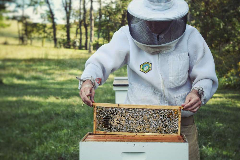 бизнес план по пчеловодству готовый