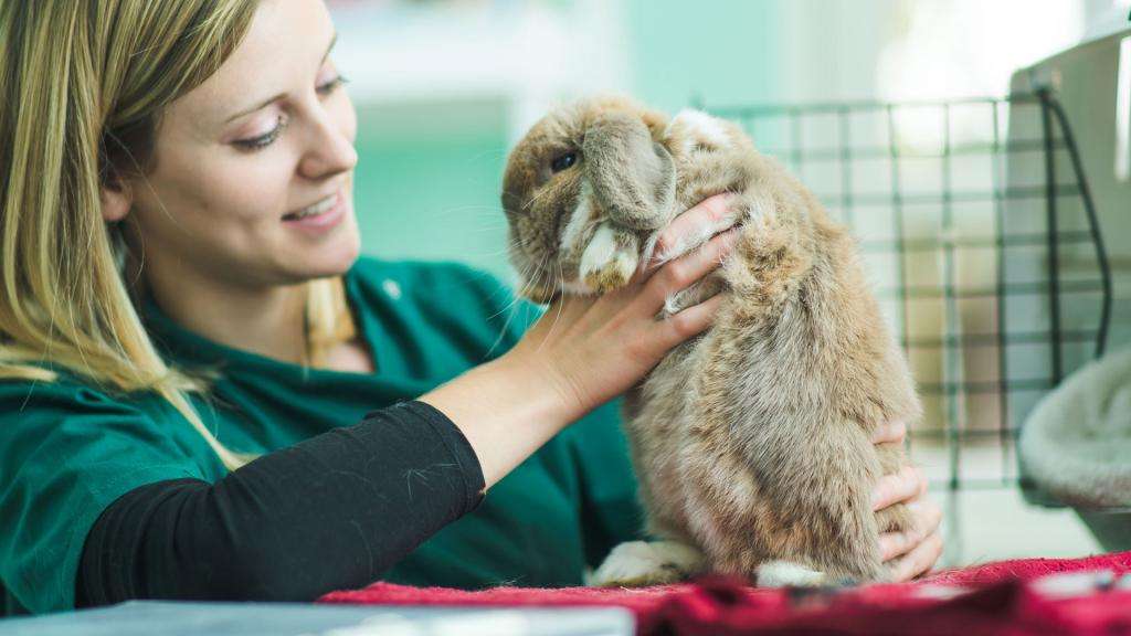 Ветеринар и домашний кролик.