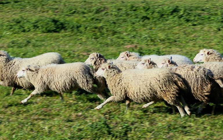 Овцы породы прекос описание и характеристика