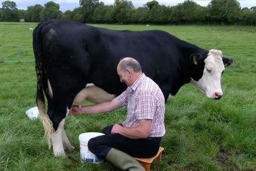 Удой фуражных коров