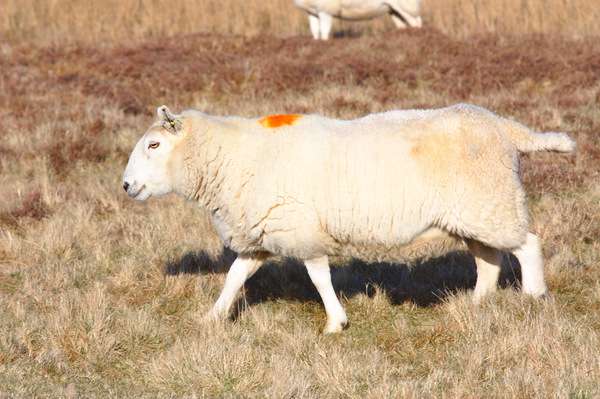 Беременная овца с меткой на спине