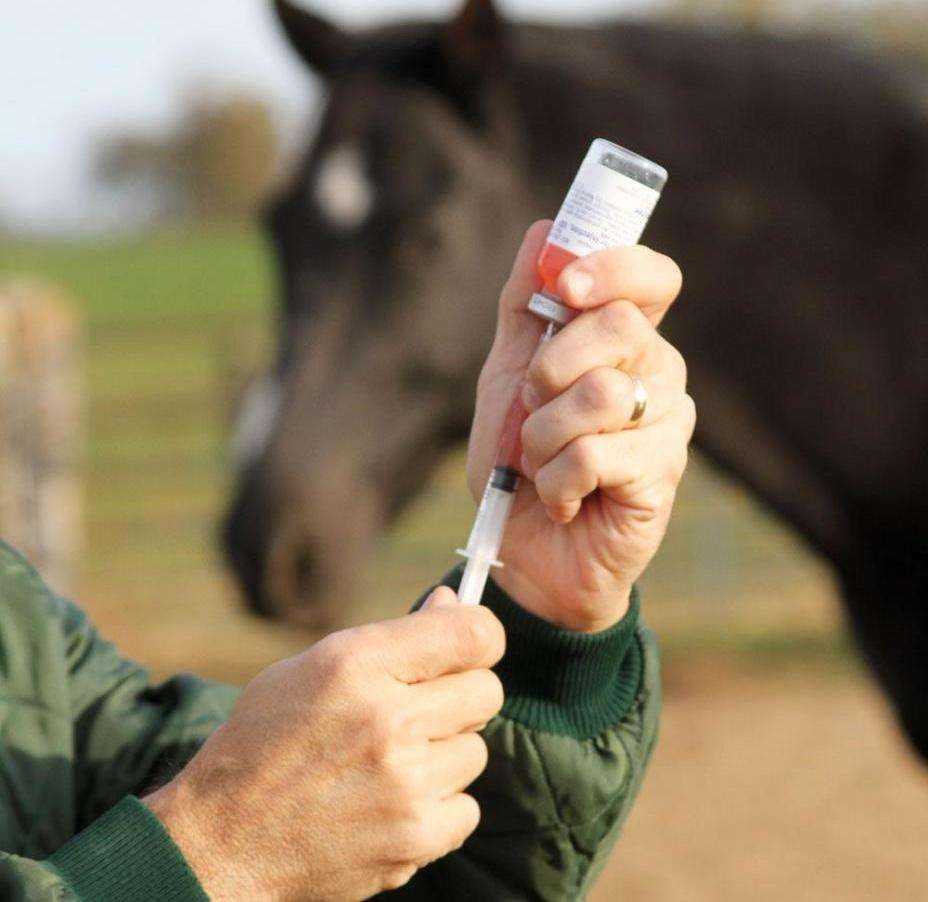 лечение от ринопневмонии лошадей