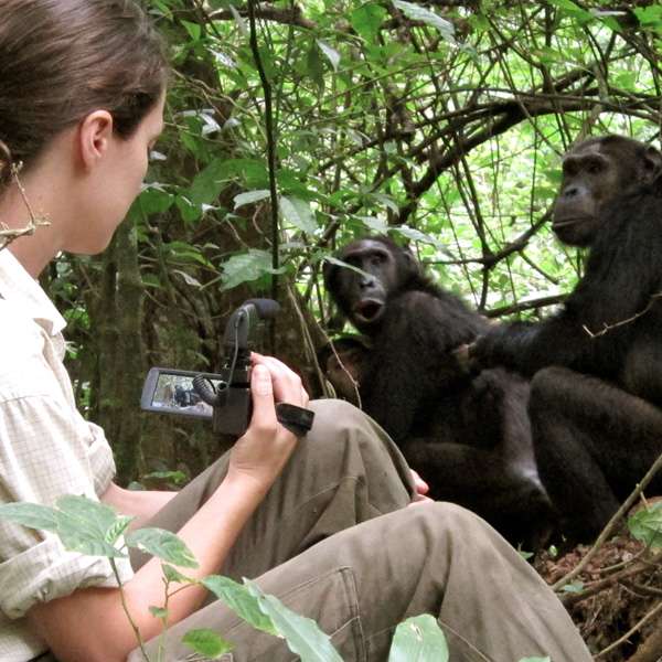 Изучение поведения приматов